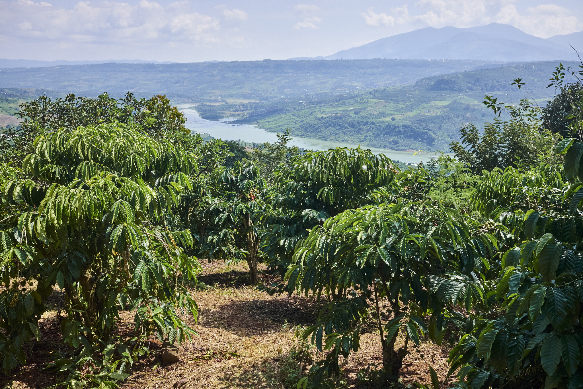 The farms of Lâm Đồng Province — coffee grown under shade trees, overlooking the river valley.